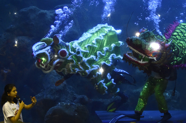Atraksi Barongsai <i>Underwater</i> Meriahkan Imlek di SeaWorld