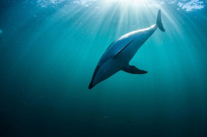 Demi Selfie, Turis Biarkan Lumba-Lumba Mati