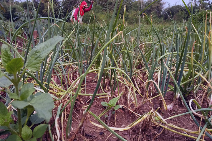 Ratusan Petani Bawang di Cirebon Gagal Panen