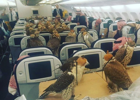 80 Burung Elang Menumpang Di Sebuah Pesawat