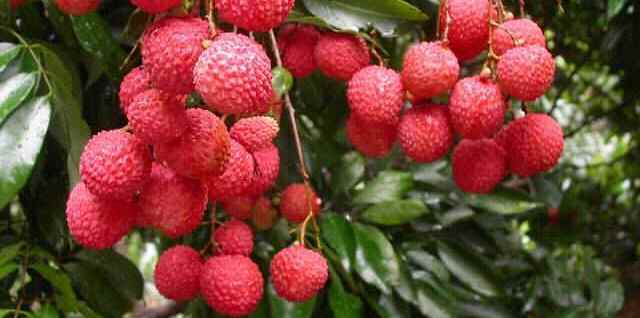 Gara-gara Leci 100 Anak di India Tewas