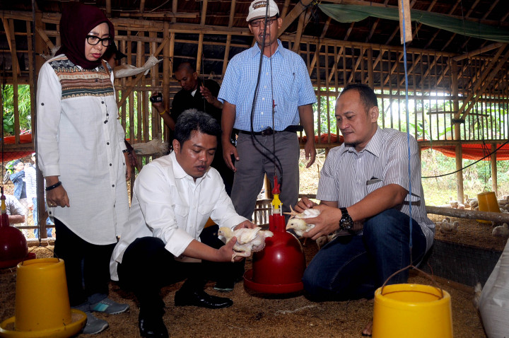 KPPU Selidiki Dugaan Kartel Ayam Potong