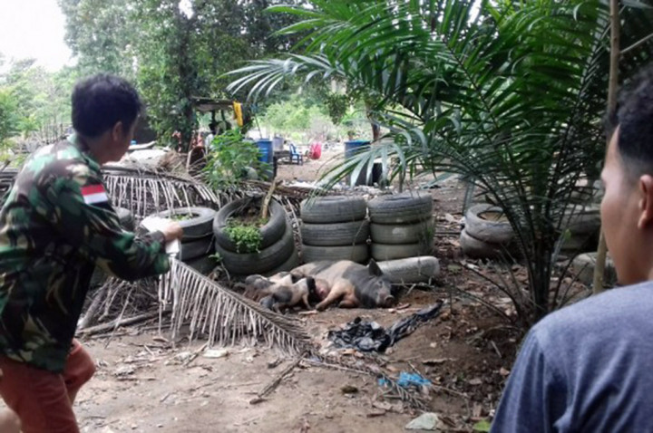 Penertiban Ternak Babi di Waduk Duriangkang Melibatkan Perbakin