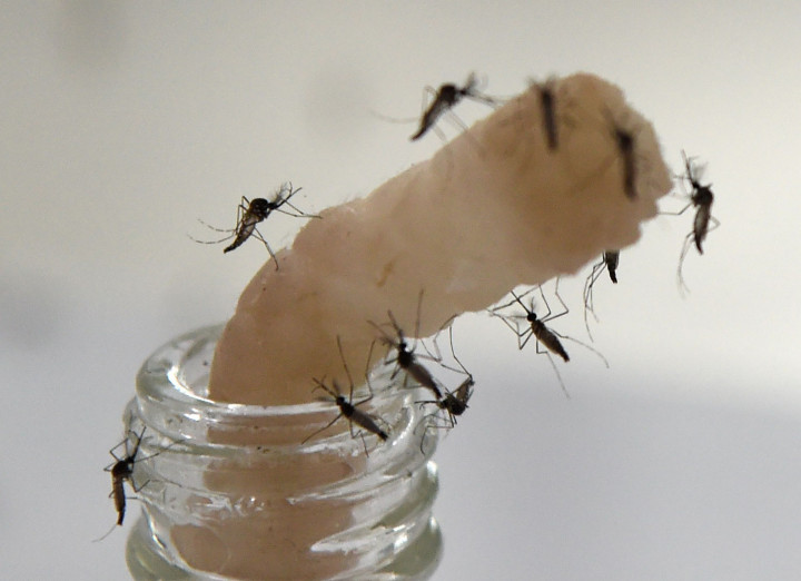 Singapura Kembangkan Bakteri untuk Tanggulangi Demam Berdarah