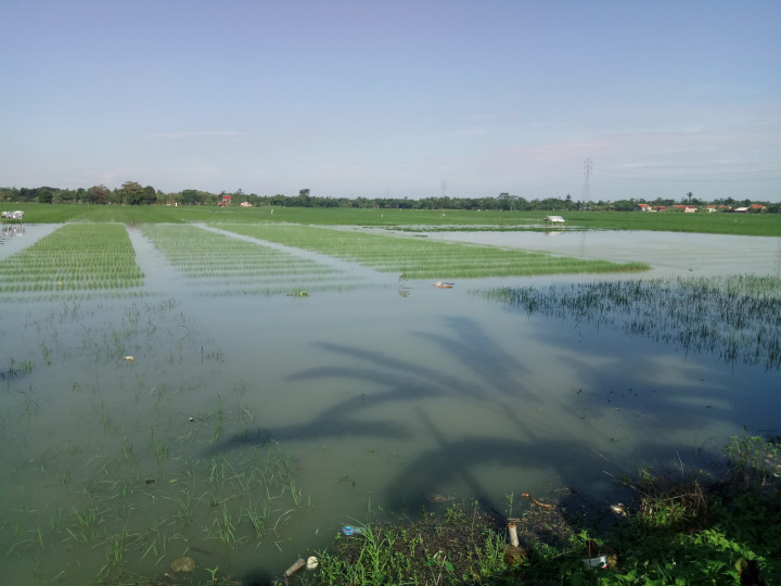 Banjir Brebes, Petani Bawang Merah Rugi