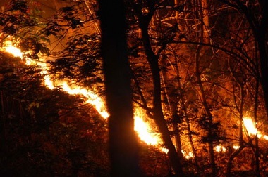 Diprediksi Lebih Panas, Riau dan Sumsel Siaga Kebakaran Hutan