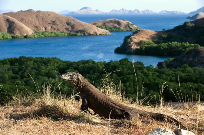 Mau Lihat Komodo? Jangan Lewatkan Festival Rinca