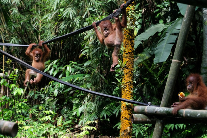 Artis Korea Promosikan Hutan Sumatera Melalui Film