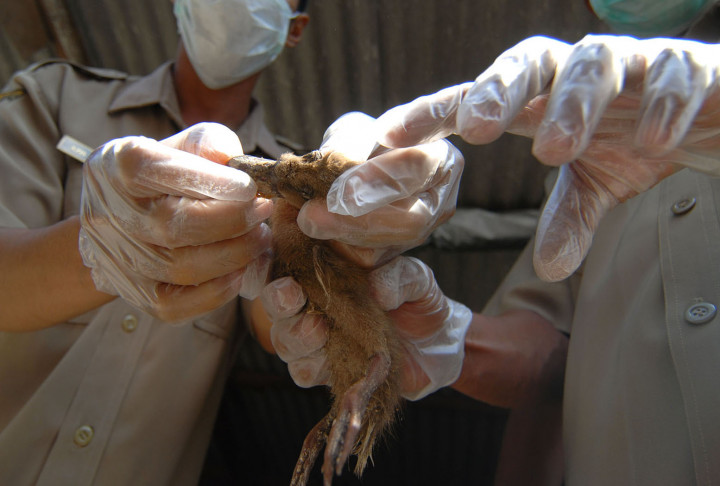 Ratusan Unggas di Kabupaten Bandung Mati Terkena Flu Burung