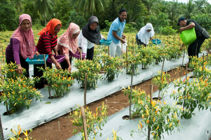 Bupati Sigi Dorong Masyarakat Tanam Cabai