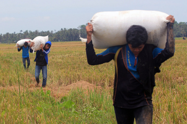 Harga Gabah tak Stabil saat Peralihan Musim