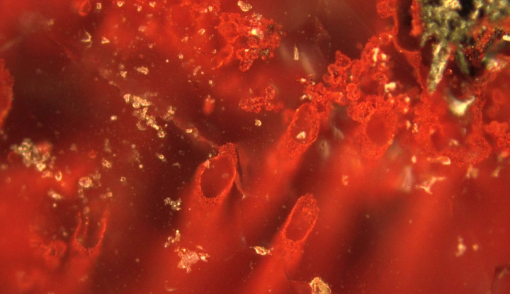 Ilmuwan Temukan Fosil Tertua di Dunia