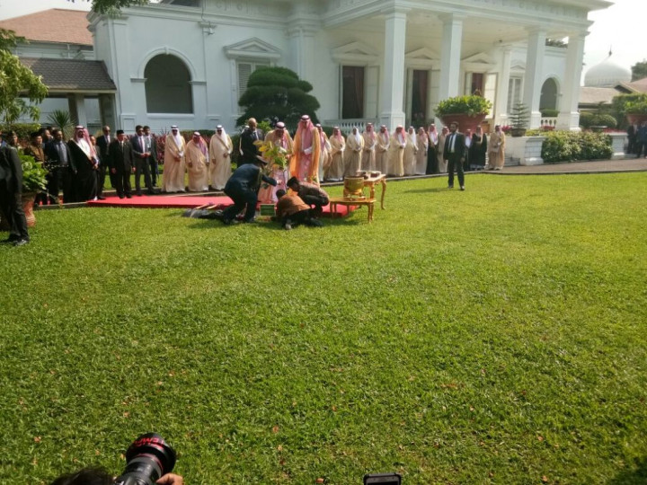 Raja Salman Tanam Pohon Kayu Ulin di Istana, Apa Maknanya?