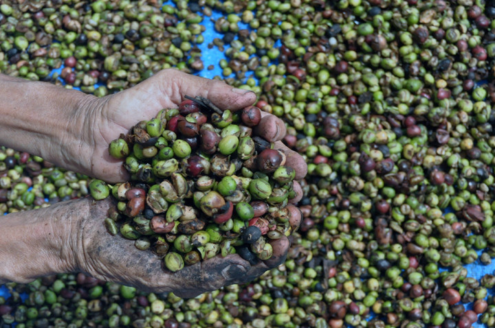 Petani Kopi Wayakanan Butuh Bantuan