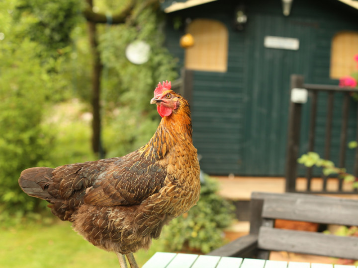 Ini Penyebab Harga Ayam di Peternak Anjlok