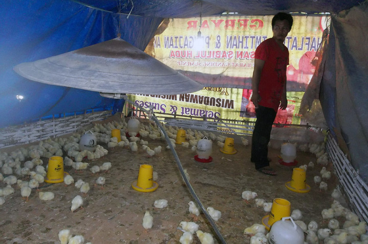Peternak Ayam Pedaging di Sumenep Kurangi Pembibitan