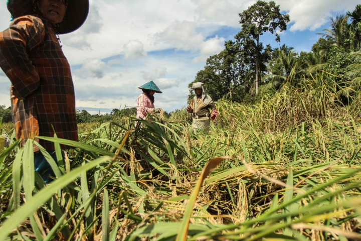 Dinas Pertanian Langkat Siap Capai Swasembada Beras