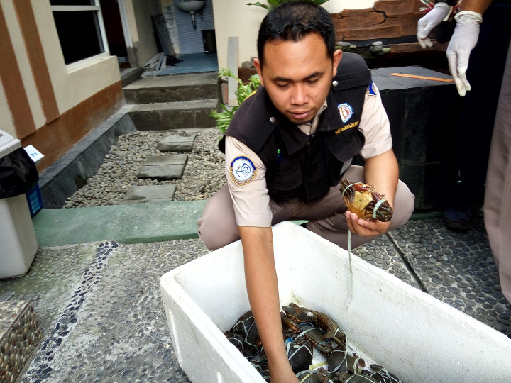 Mahasiswi di Yogya Selundupkan Kepiting