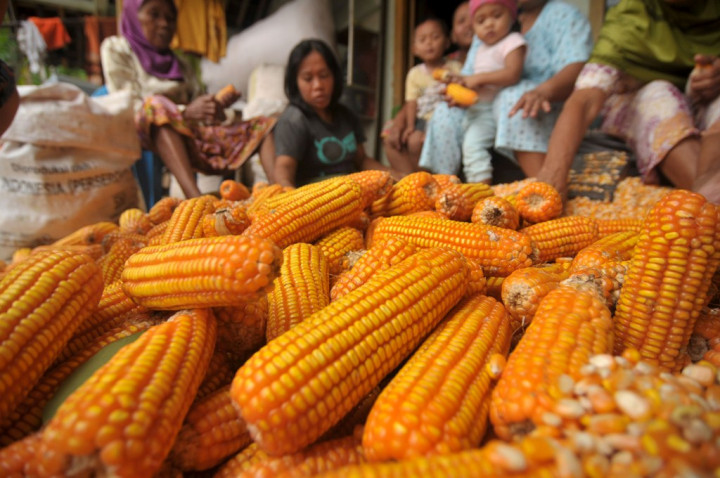 Buton Selatan Tanam Jagung 1.200 Ha