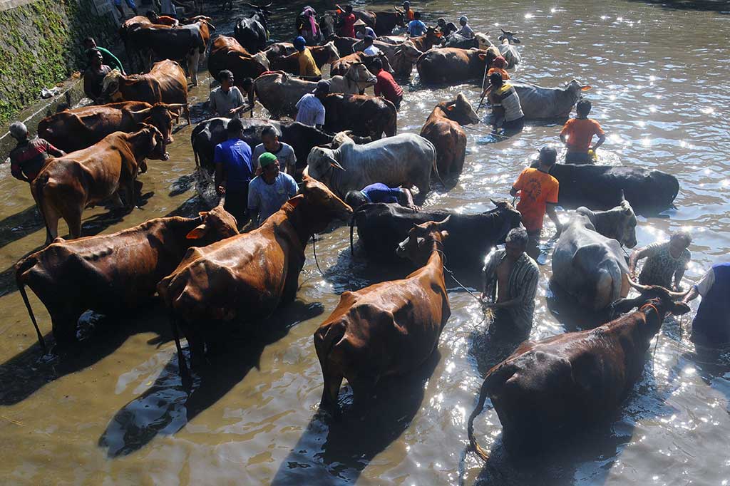 Tradisi Guyang Sapi Warga Klaten