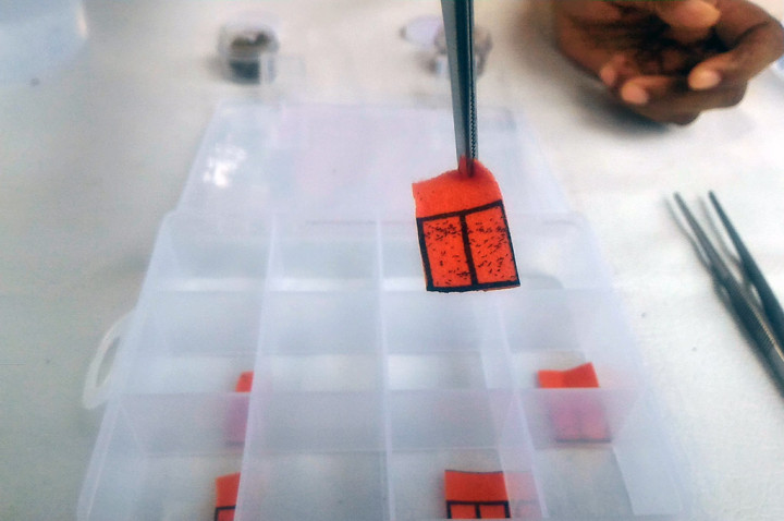 12 Kelurahan di Yogyakarta akan Mendapat `Anak Asuh` Nyamuk