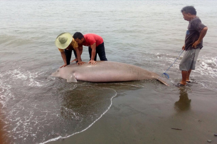 Dugong Terdampar di Pesisir Utara Bali