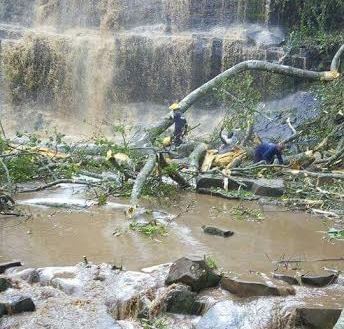 Pohon Tumbang di Wahana Rekreasi 18 Orang Tewas