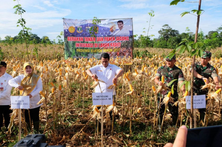Kementan Optimistis Buka Ekspor Jagung ke Malaysia