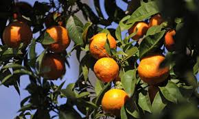 Orange Contains These 4 Nutrients