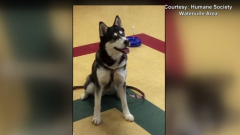 Gubernur Di As Beri Ampunan Ke Anjing Yang Akan Disuntik Mati