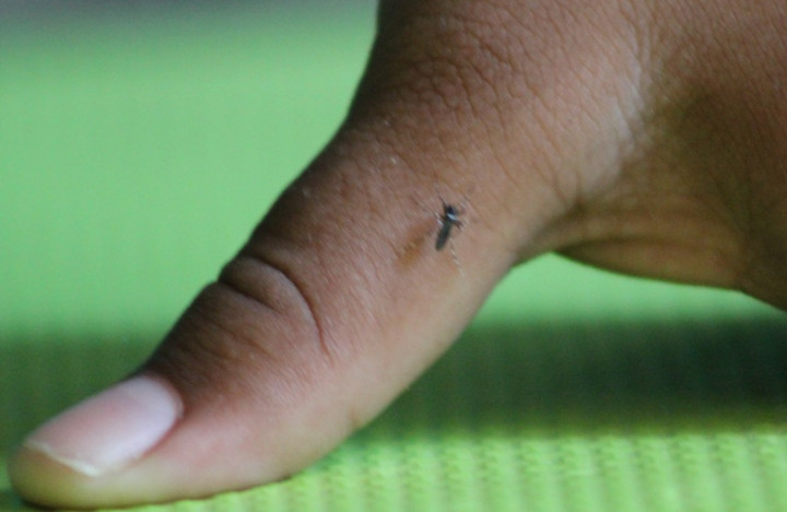 Dua Kecamatan di Mukomuko Endemis Malaria