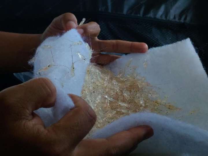 Penyelundupan 7.800 Bibit Lobster Tujuan Vietnam Digagalkan