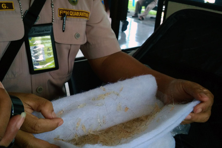 Harga Menggiurkan Jadi Alasan Maraknya Penyelundupan Lobster