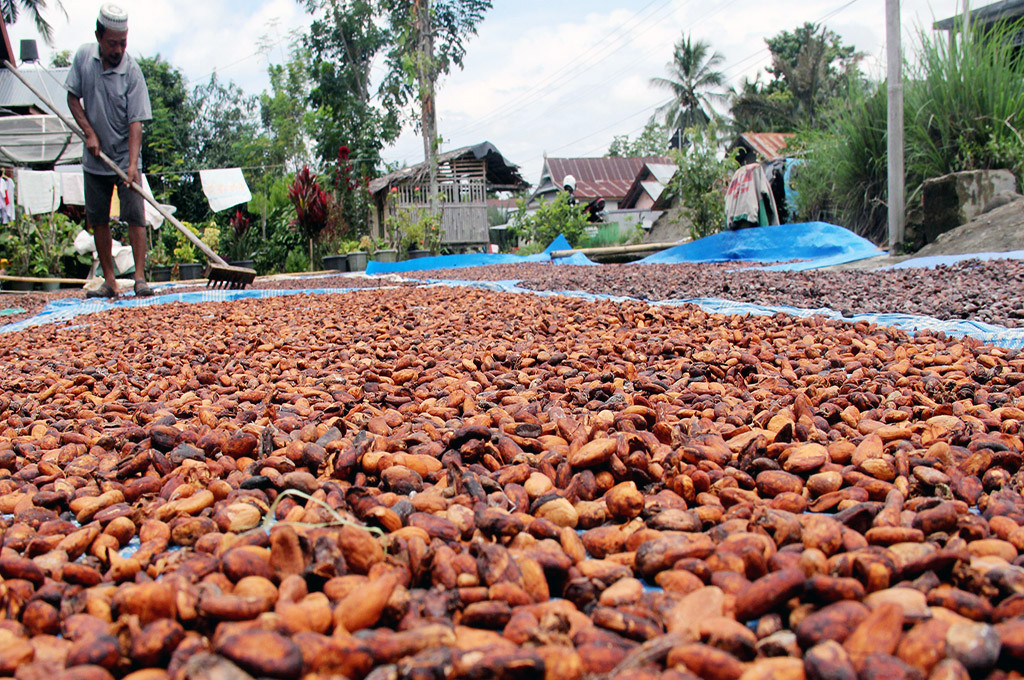 Petani menjemur biji kakao -- ANT/Abriawan Abhe