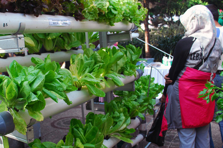 Pemkot Binjai Galakkan Tanam Sayur Organik di Pekarangan