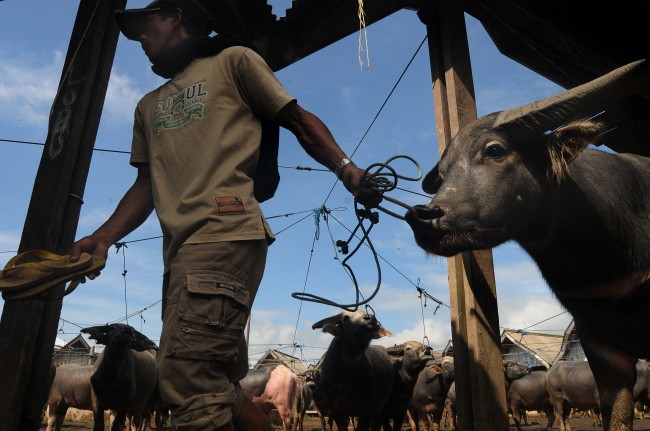 Bulog Jateng Akan Datangkan Daging Kerbau Impor