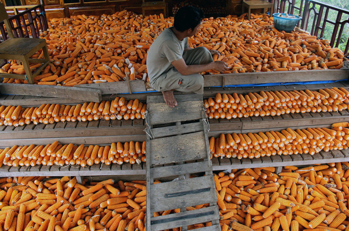 Petani Jagung Konawe Utara Butuh Pembeli