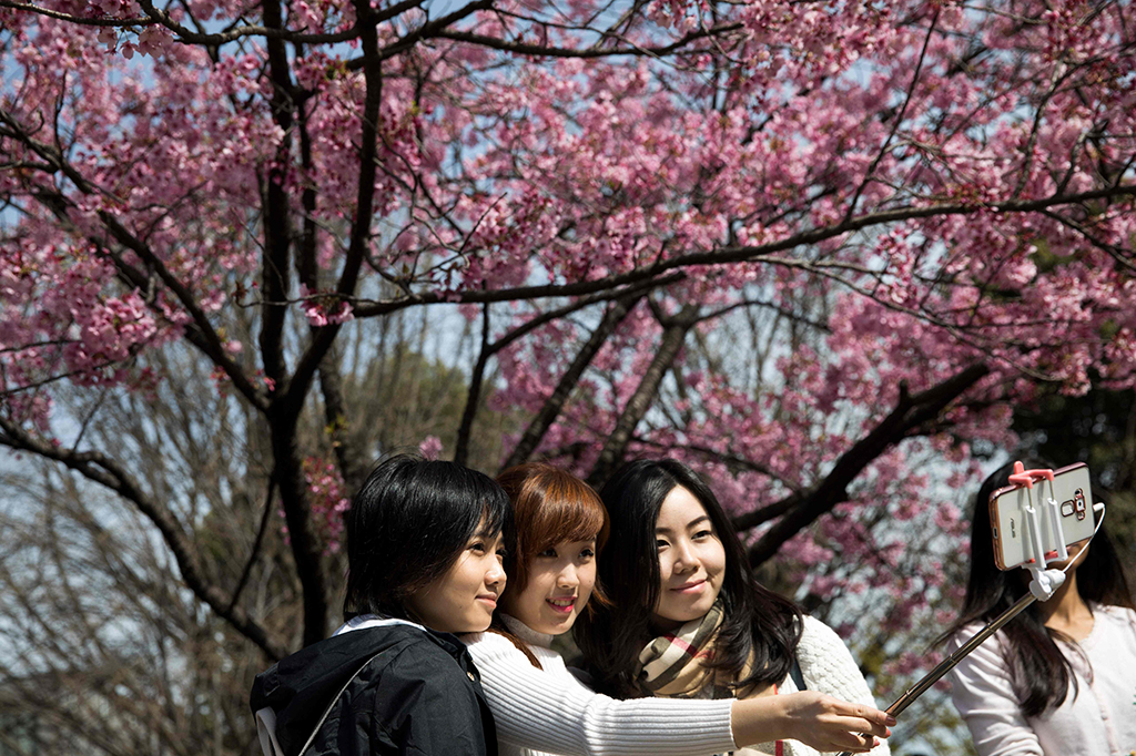 Menikmati Indahnya Bunga Sakura Bermekaran