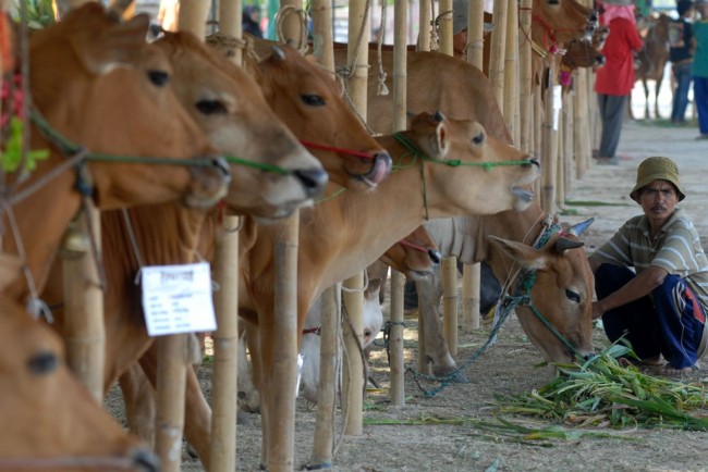 Bupati Belu Curhat Soal Sapi ke Wapres