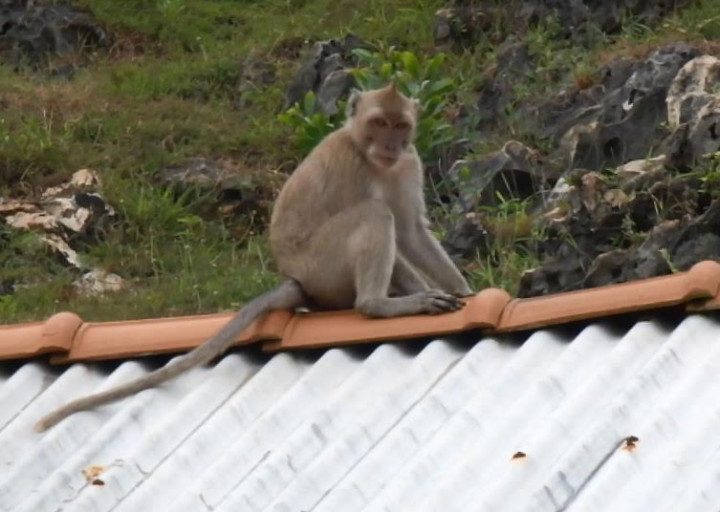Kera Ekor Panjang Serbu Pemukiman Penduduk