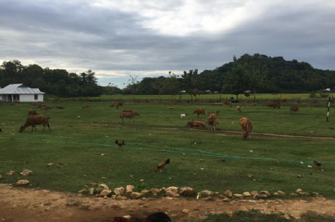 Menristek Tawarkan Teknologi untuk Tingkatkan Potensi Ternak Sapi di Manggarai Barat