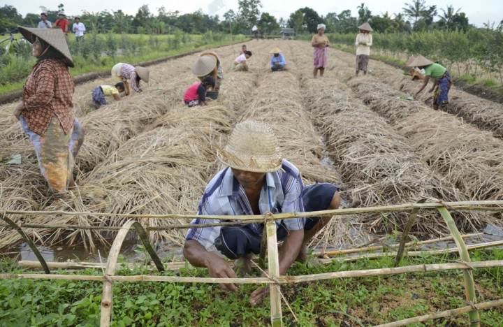 Tekan Harga, Pemkab Parigi Siapkan 1.500 Bibit Cabai