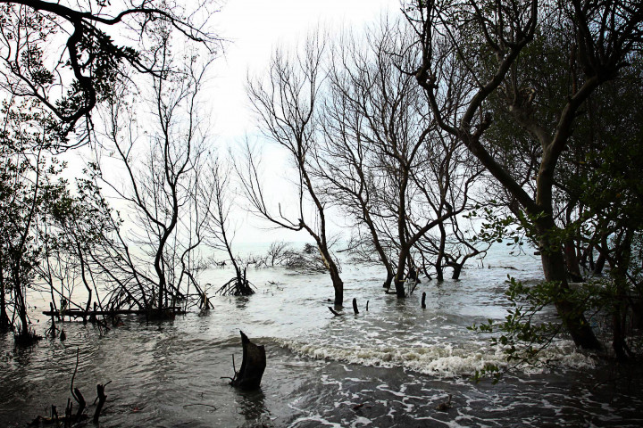 Terumbu Karang & 1,2 Haktare Hutan Bakau Dirusak