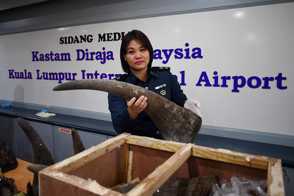 Penyelundupan Cula Badak Senilai Rp41 Miliar Digagalkan