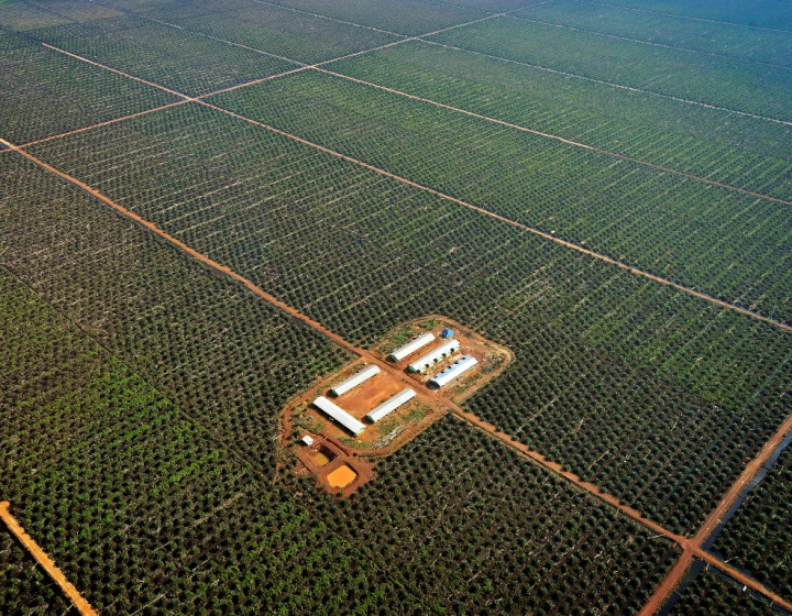 Iran Berminat Tingkatkan Pembelian Kelapa Sawit dari Indonesia