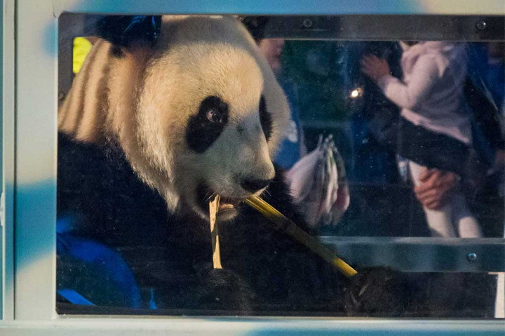 Dua Panda Raksasa Tiba di Belanda