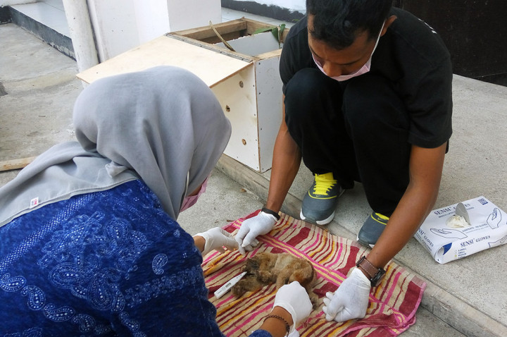 Tujuh Kukang tak Terawat Diselamatkan dari Resort di Sambas