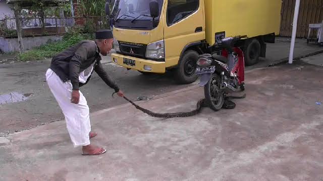 Ular Piton 3 Meter Bikin Panik Warga Pontianak