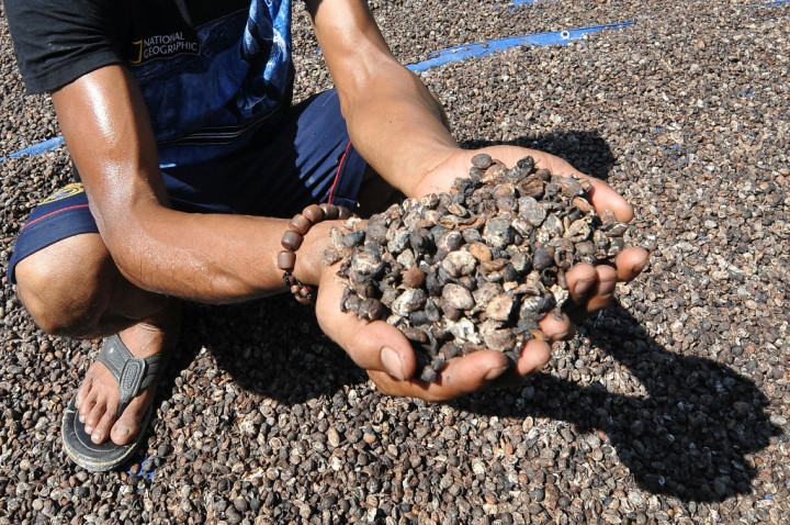 AEKI: Ekspor Kopi Masih Terhambat Kestabilan Produksi