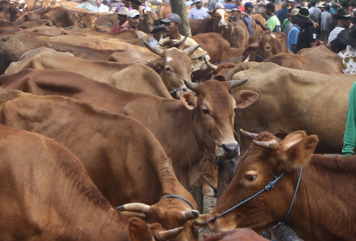 Distan Malut Berupaya Tingkatkan Populasi Sapi Potong